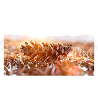 A Simple Pinecone Canvas Print